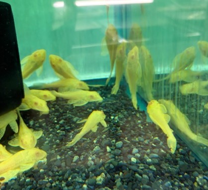 アルビノマーブルセルフィンプレコ　M