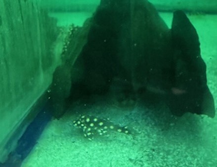 イエロービッグスポットスターペコルティア　コロンビア便　M 特価