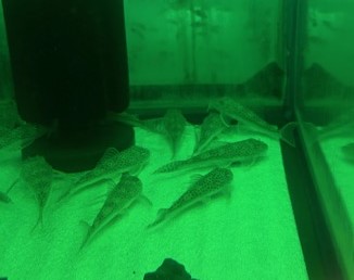 ホワイトクプープレコ　コロンビア便　ＭＬ 特価