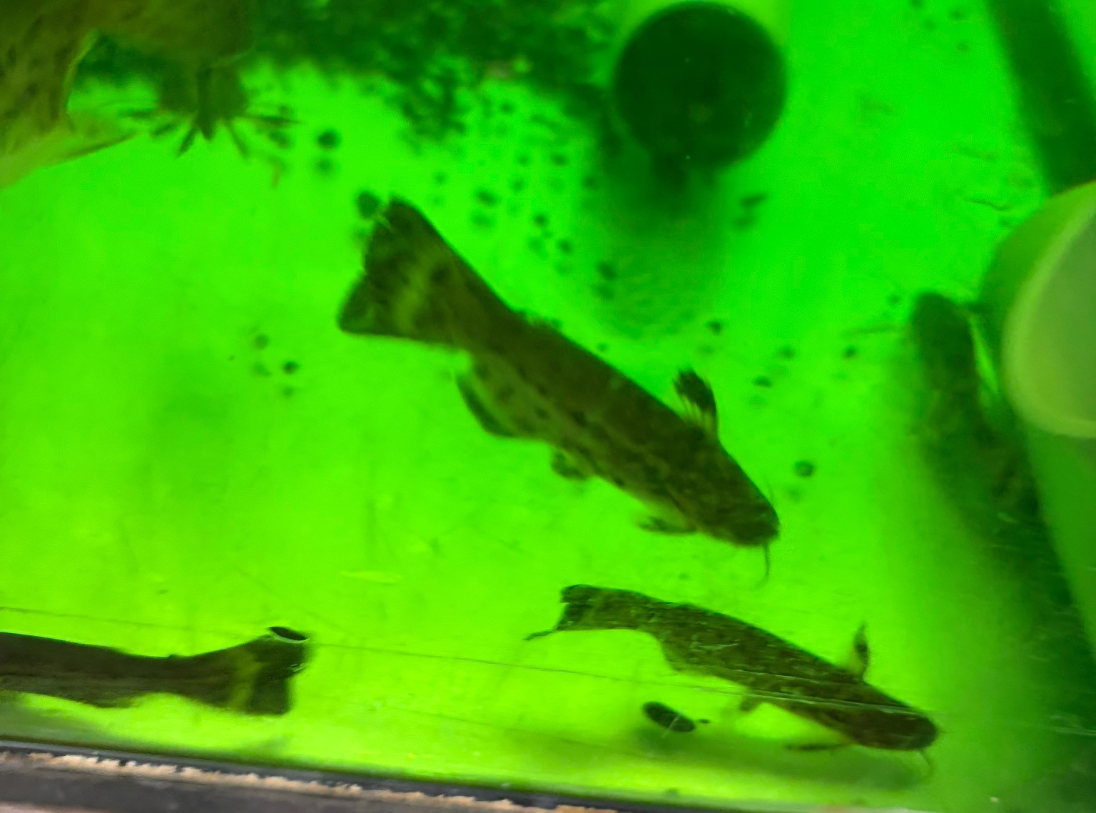 スポッテッドレモラキャット　オリノコ コロンビア便　約8～10cm 特価