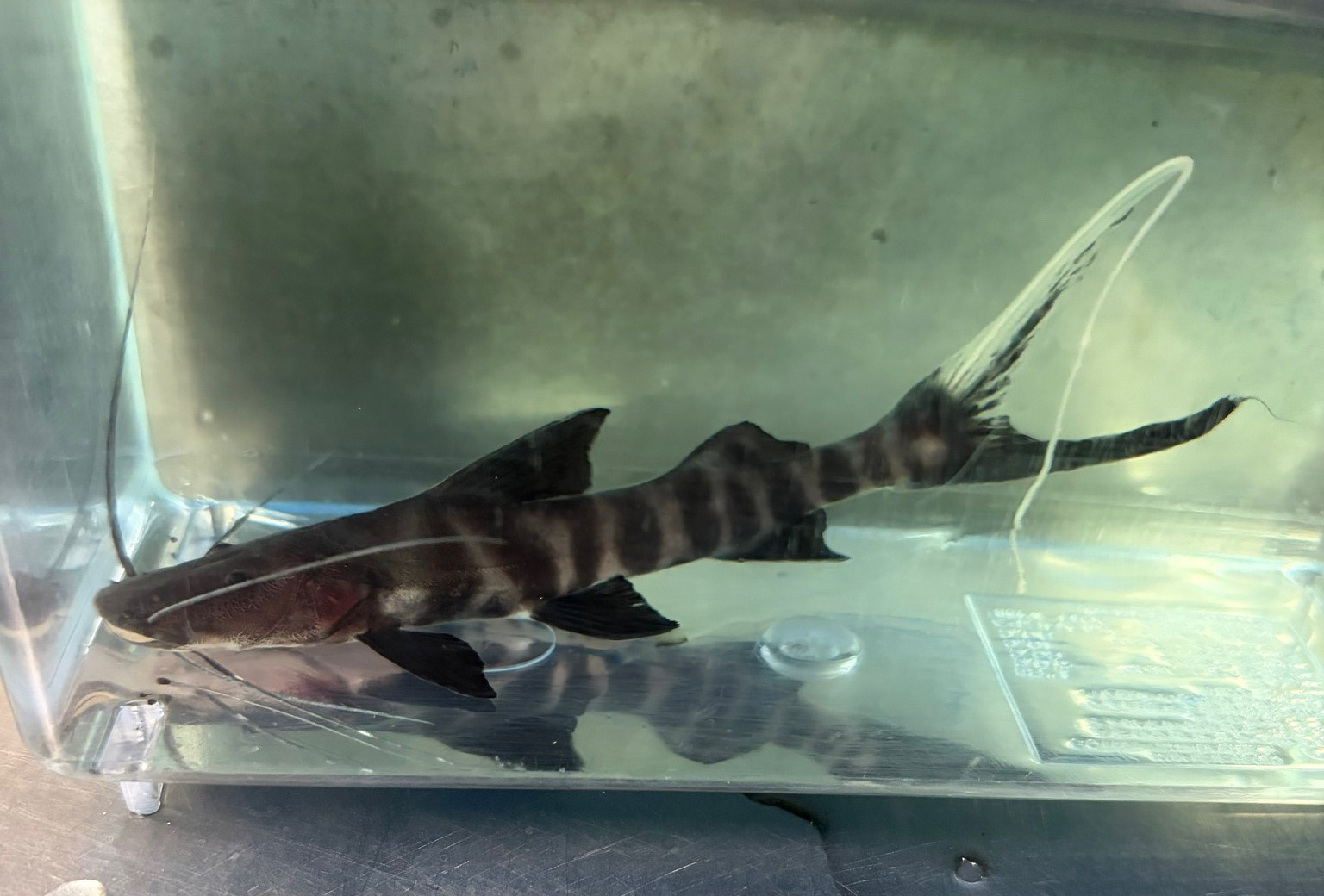 バンデットピラムターバ　コロンビア便　SM　約9～12cm 特価