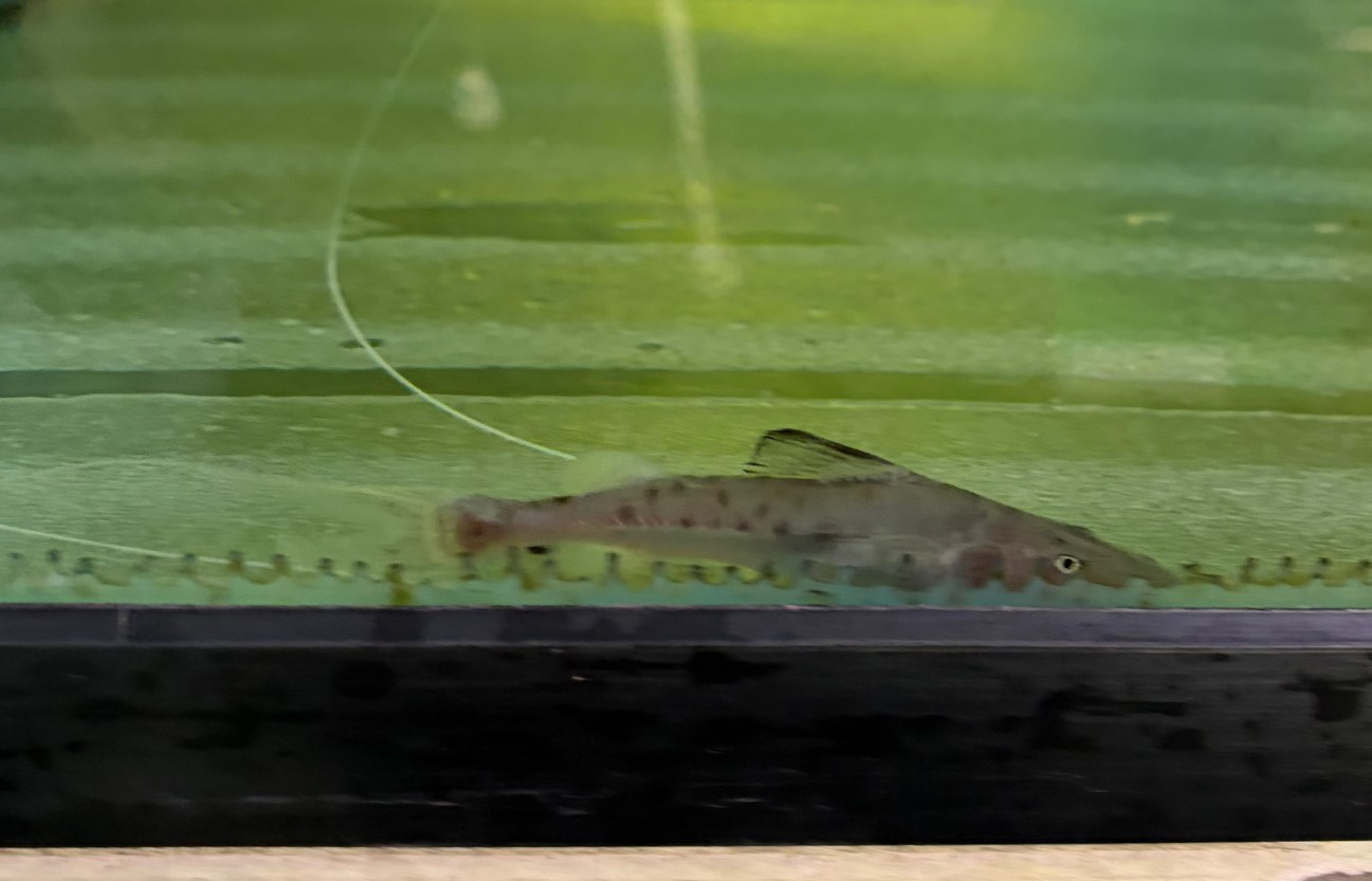 ピライーバ　コロンビア便　約7～9cm 特価