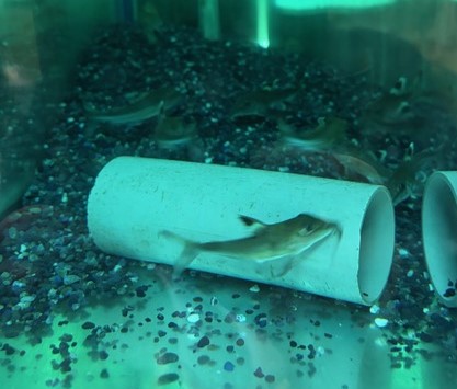 ロングノーズコンコルドキャット　イリニダ 　約7～9cm 特価