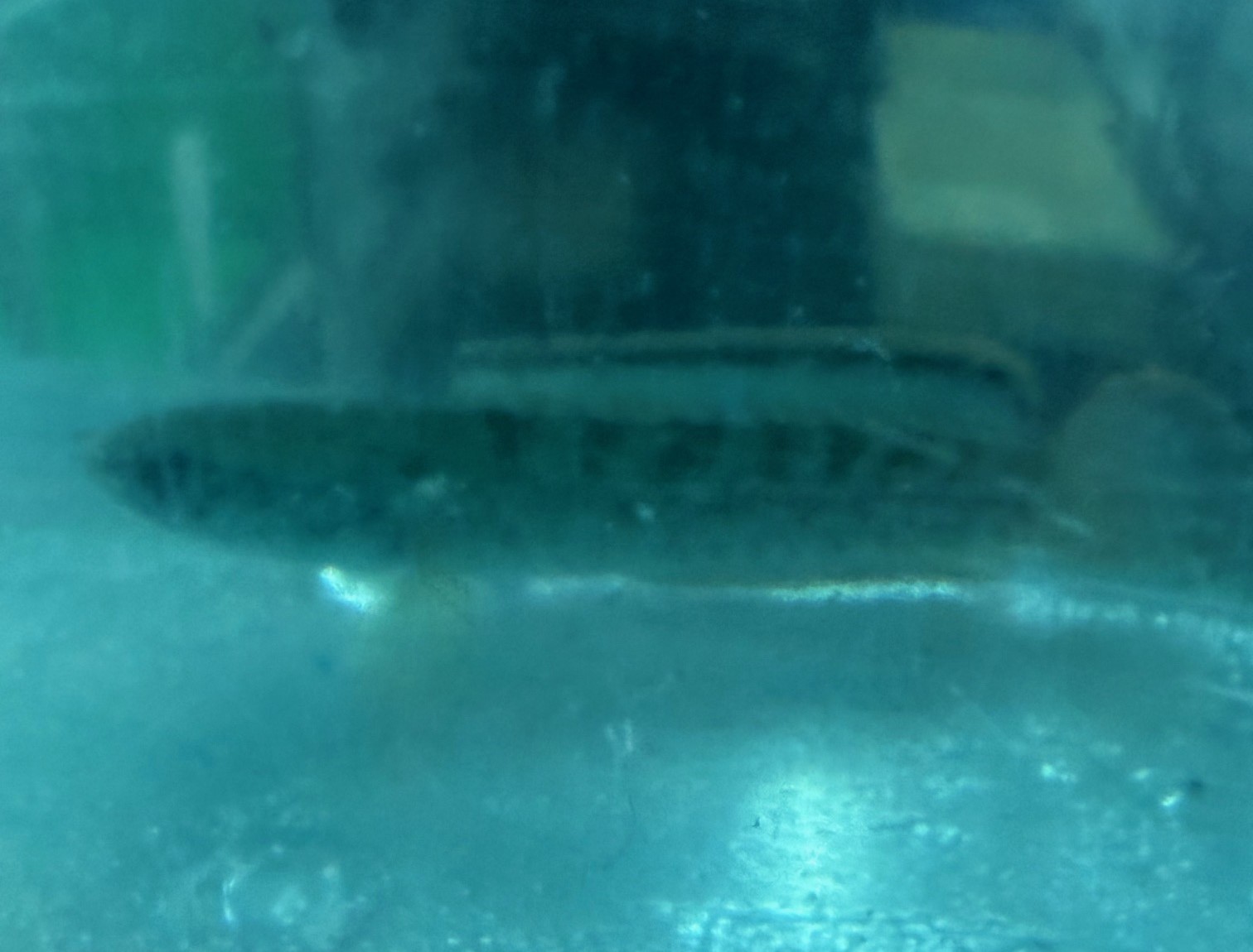 ミャンマーレッドフィンスネークヘッド　M　約11～15ｃｍ