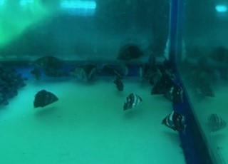 ダトニオ プラスワン　スマトラ産　SM　約3.5～4cm 特価