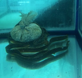 ヤマウツボ　約20～25cm 特価