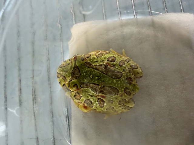 国産チャコガエル　(親：ボリビア産CB)　ベビー 特価