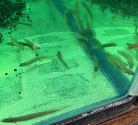 ポリプテルス セネガルス　ブリード　SM